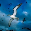 {PMC} Seagull's Avatar